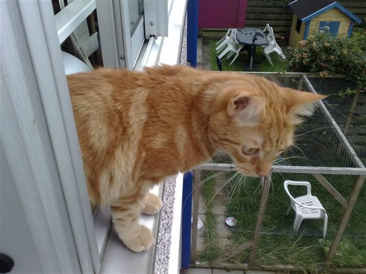 Huskat Simba billede 14