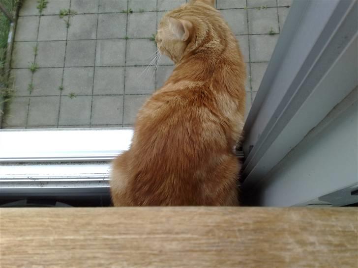 Huskat Simba billede 15