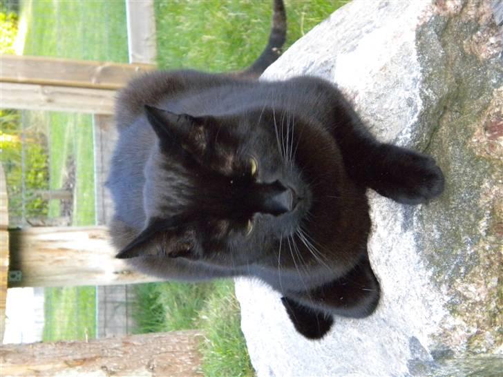 Huskat Nero billede 1