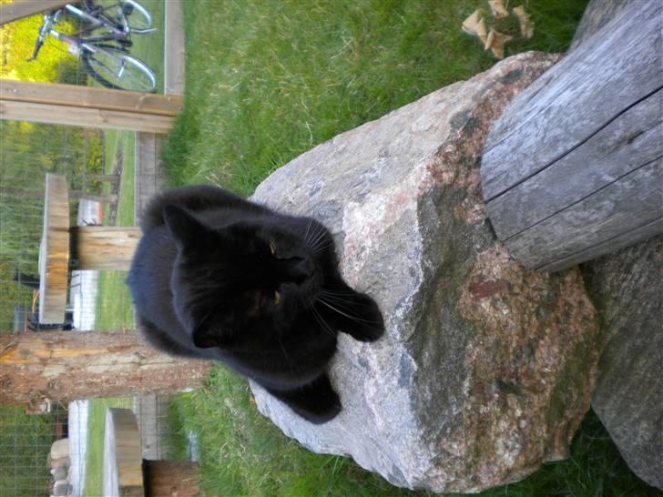 Huskat Nero billede 2