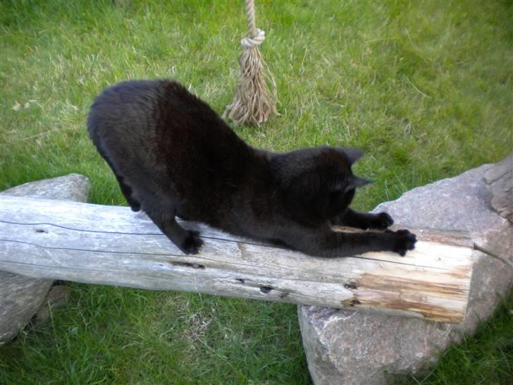 Huskat Nero billede 3