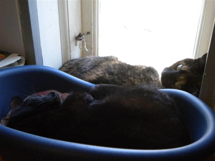 Huskat Nero billede 4