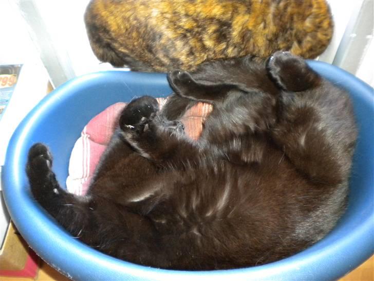 Huskat Nero billede 5