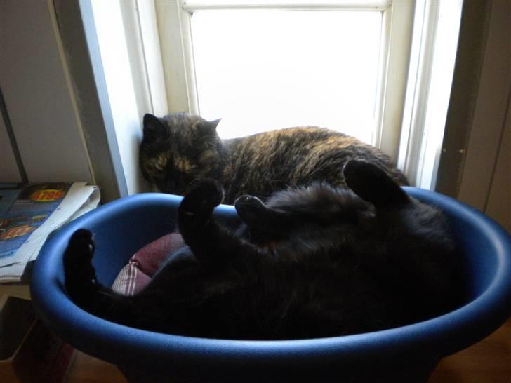 Huskat Nero billede 6