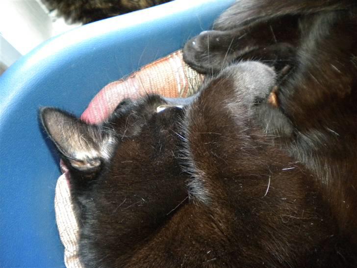 Huskat Nero billede 7