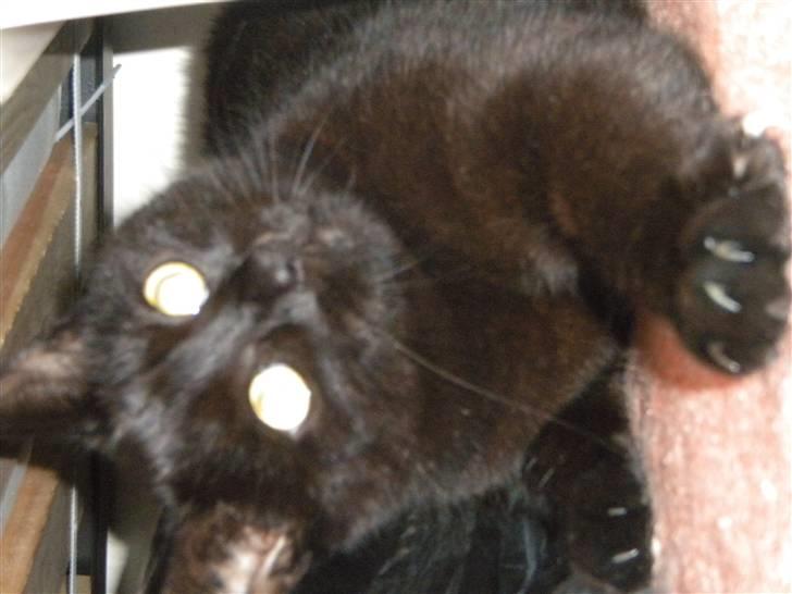 Huskat Nero billede 8