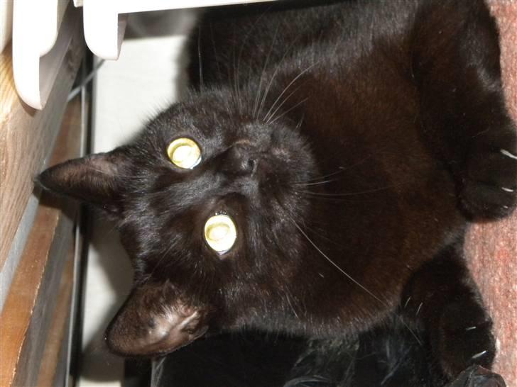 Huskat Nero billede 9