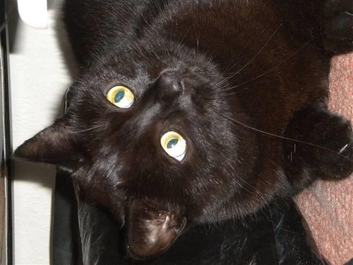 Huskat Nero billede 10