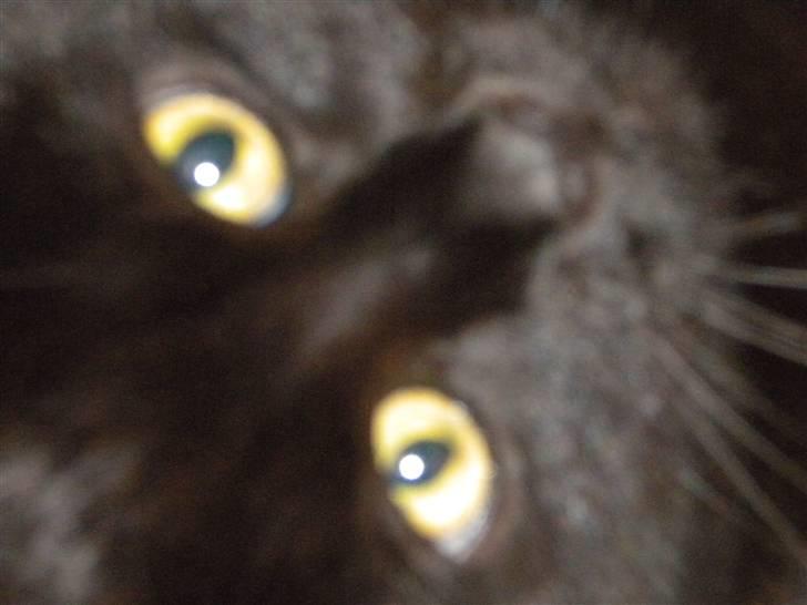 Huskat Nero billede 11