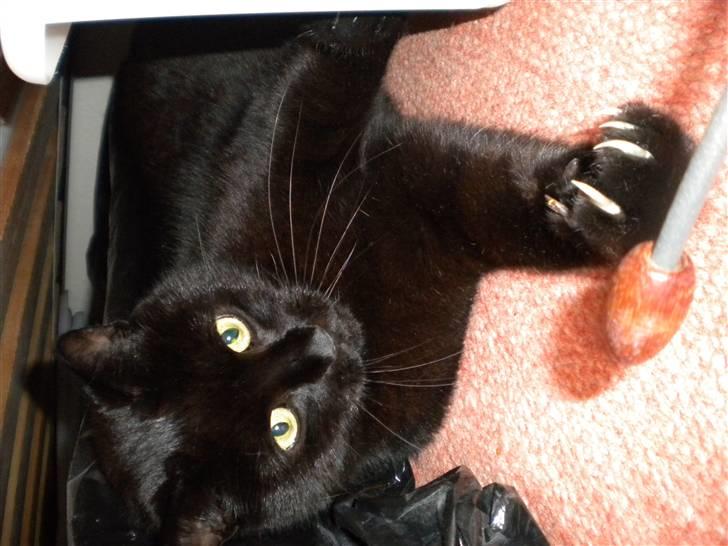 Huskat Nero billede 12