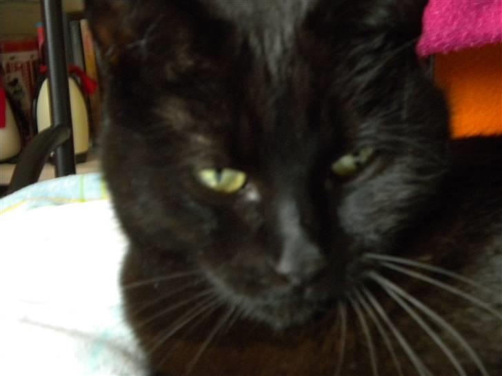 Huskat Nero billede 13