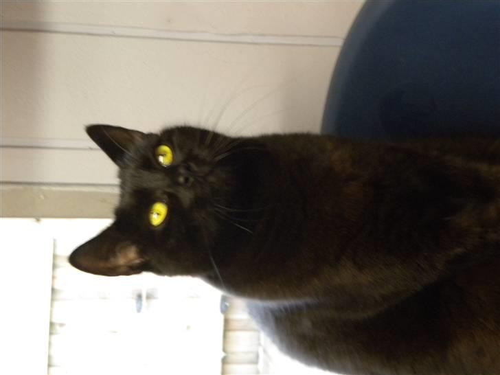 Huskat Nero billede 14