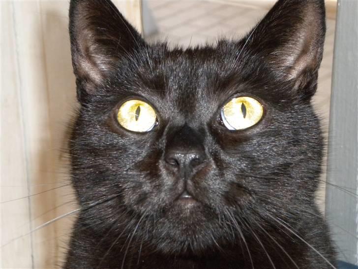 Huskat Nero billede 15