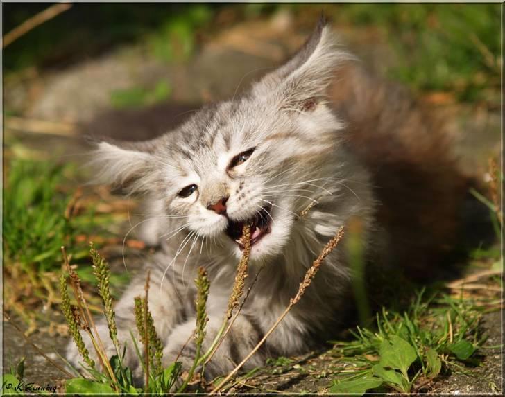 Maine Coon DK Proud Danish Jade billede 16