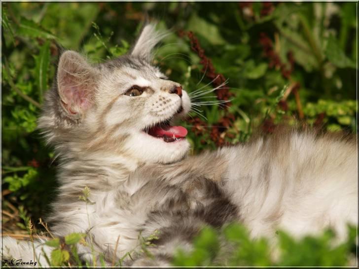 Maine Coon DK Proud Danish Jade billede 17