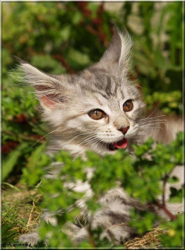 Maine Coon DK Proud Danish Jade billede 18