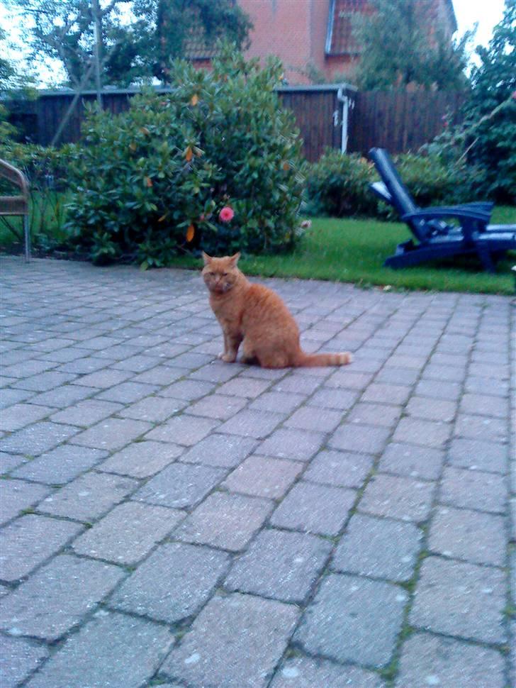 Huskat Pino - ude i haven billede 6