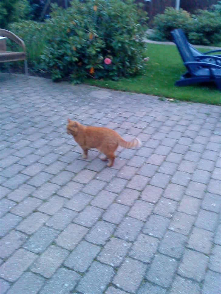 Huskat Pino - også ude i haven billede 7