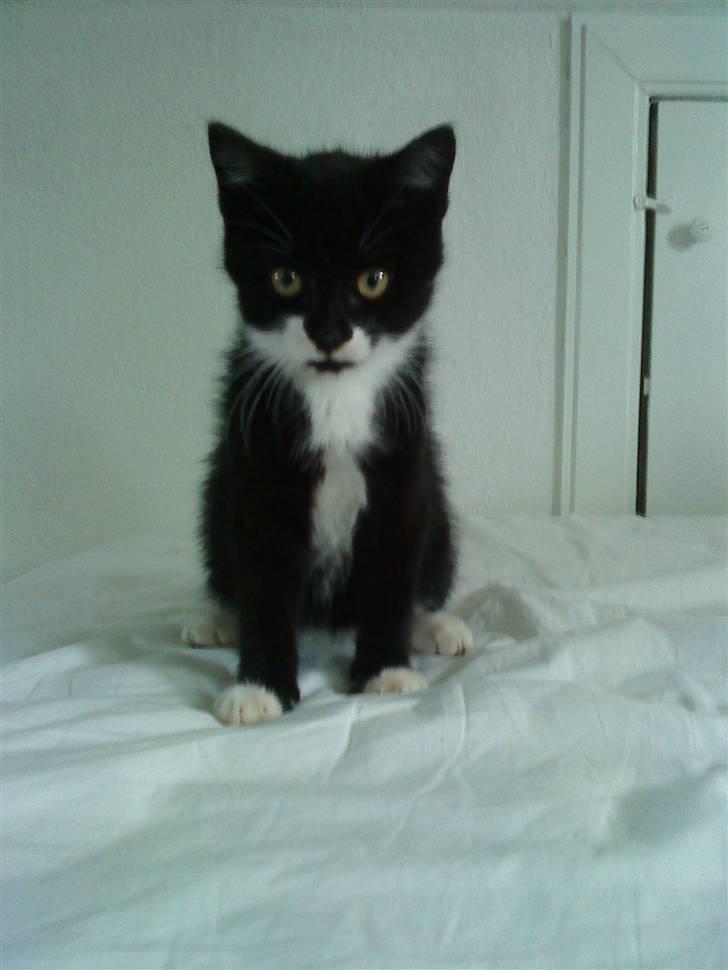 Huskat Sylvester (Pølle) - velkommen til sylvester´s profil  billede 1