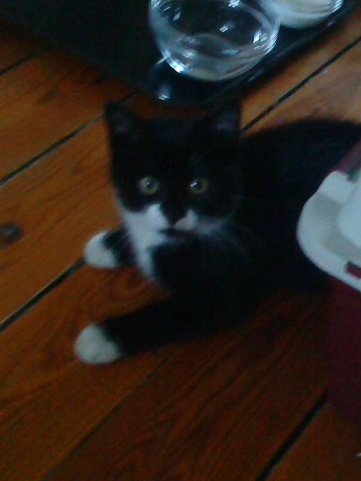 Huskat Sylvester (Pølle) - sylvester billede 2