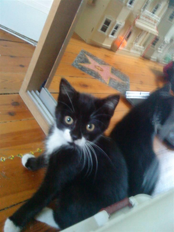 Huskat Sylvester (Pølle) - sylvester billede 3