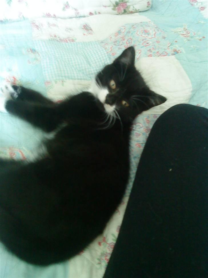 Huskat Sylvester (Pølle) - sylvester ligger og slapper billede 4