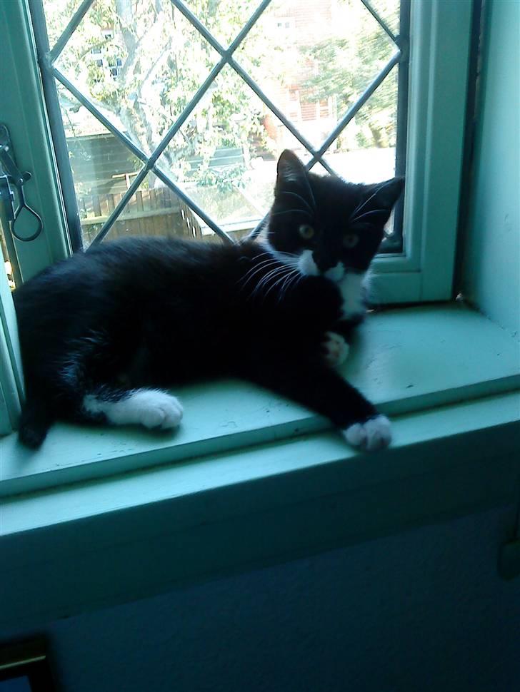Huskat Sylvester (Pølle) - sylvester ligger og slapper i vindueskammen billede 5