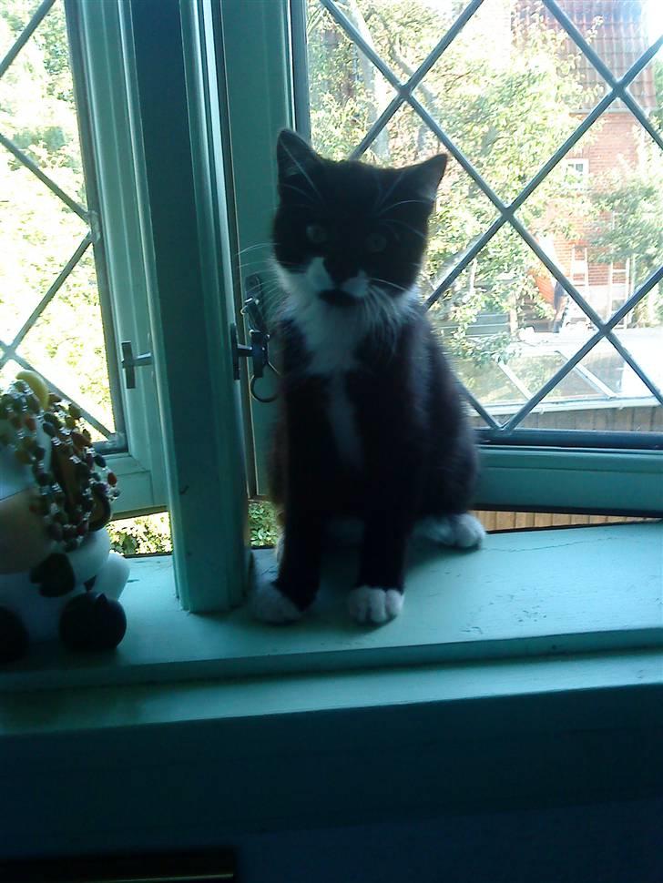 Huskat Sylvester (Pølle) - sylvester sidder i vindueskammen billede 6