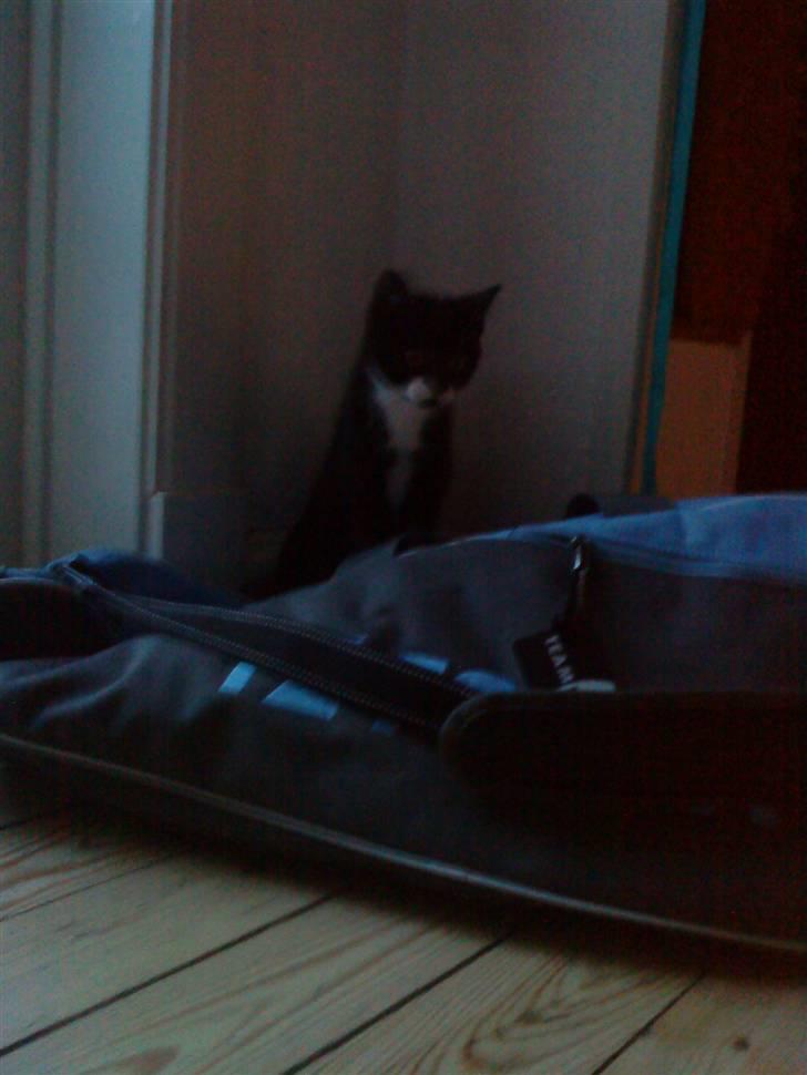 Huskat Sylvester (Pølle) - sylvester sidder bare og kigger billede 7