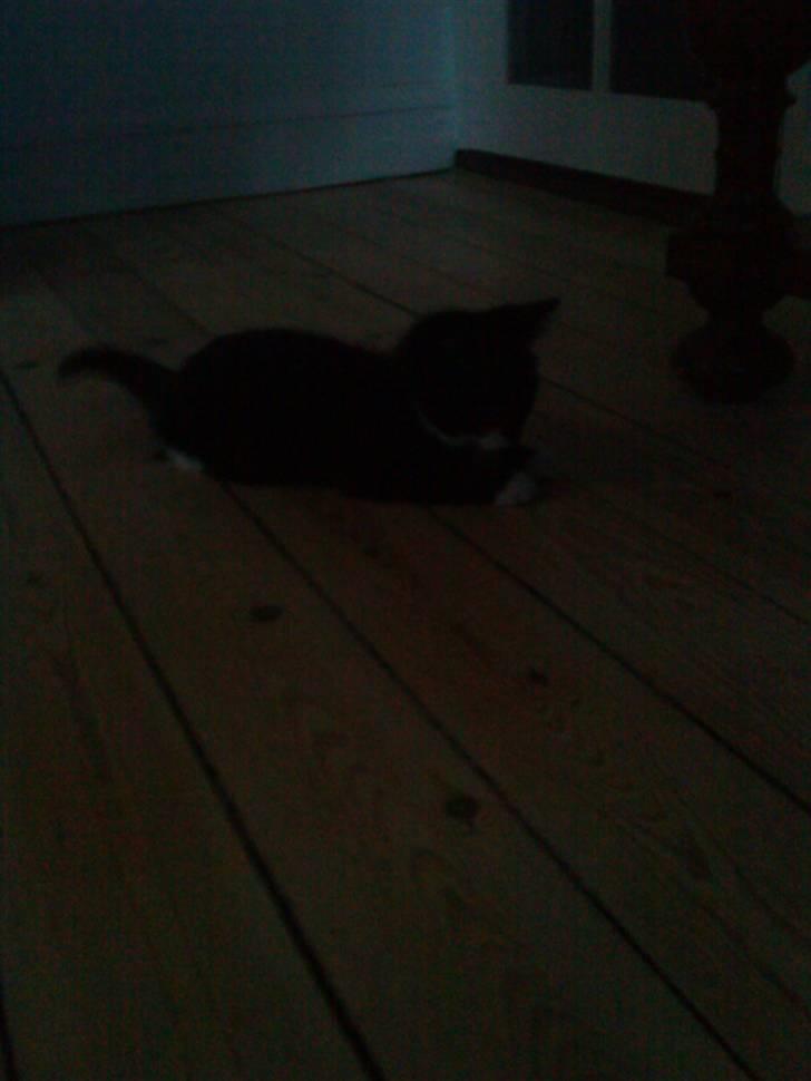 Huskat Sylvester (Pølle) - sylvester er lidt legesy billede 8