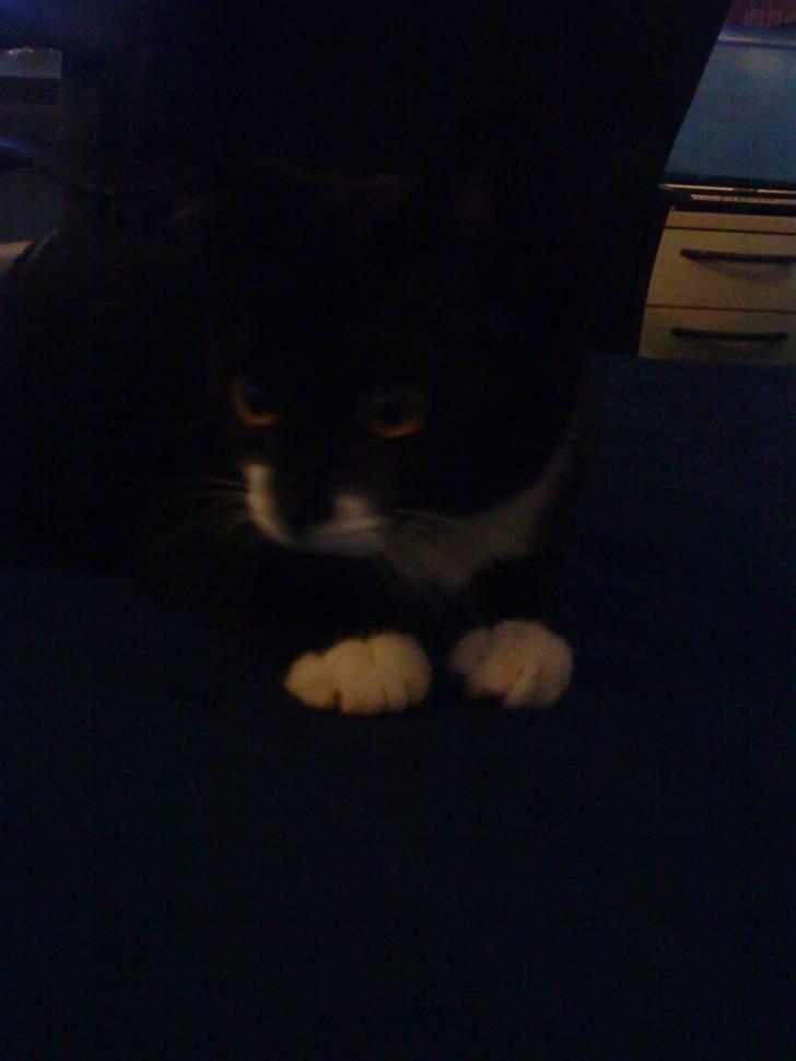 Huskat Sylvester (Pølle) - sylvester billede 9