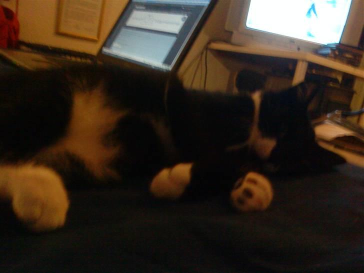 Huskat Sylvester (Pølle) - sylvester´s smukke mave billede 10