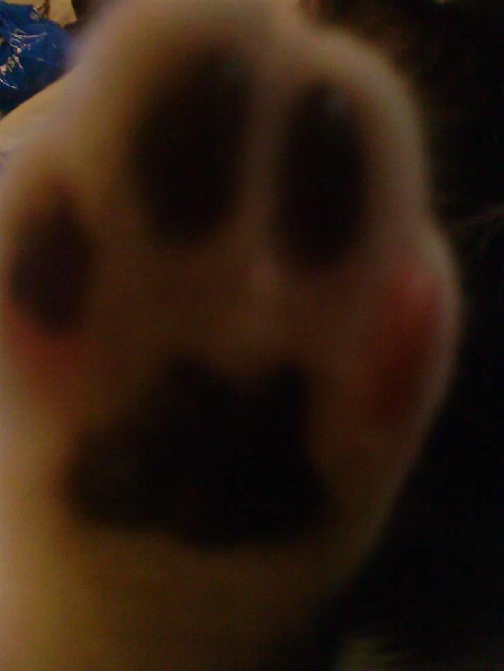 Huskat Sylvester (Pølle) - sylvester´s lille fod billede 11