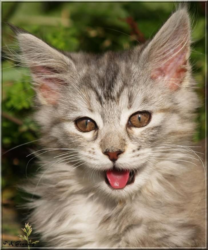 Maine Coon DK Proud Danish Jade billede 19