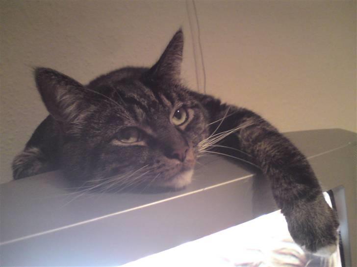 Blanding af racer Marco billede 1