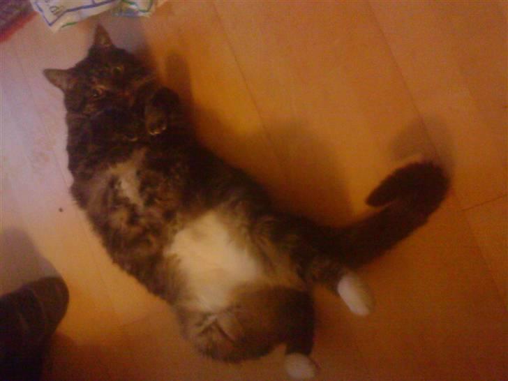 Blanding af racer Marco billede 2