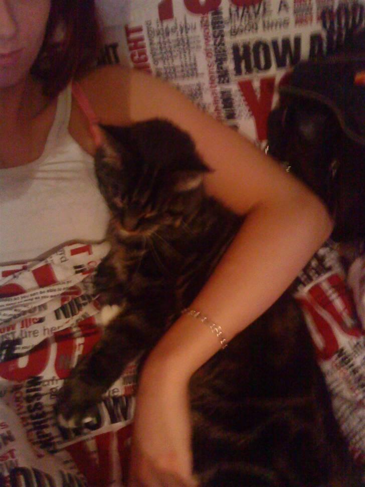 Blanding af racer Marco billede 3