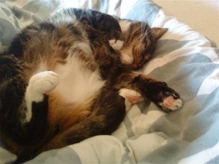 Blanding af racer Marco billede 4