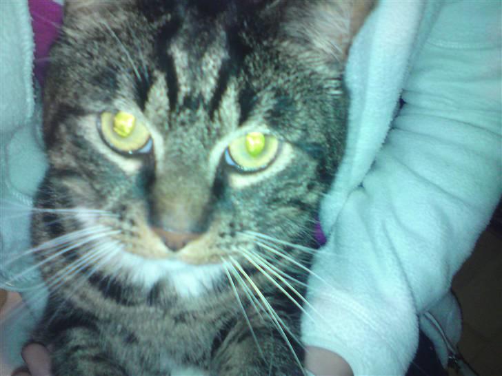 Blanding af racer Marco billede 5