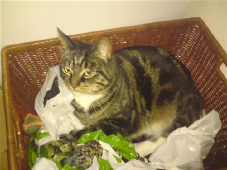 Blanding af racer Marco billede 6