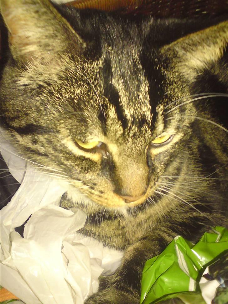 Blanding af racer Marco billede 7