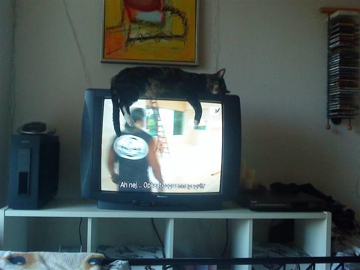 Blanding af racer Marco billede 8