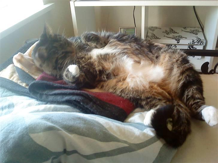 Blanding af racer Marco billede 9