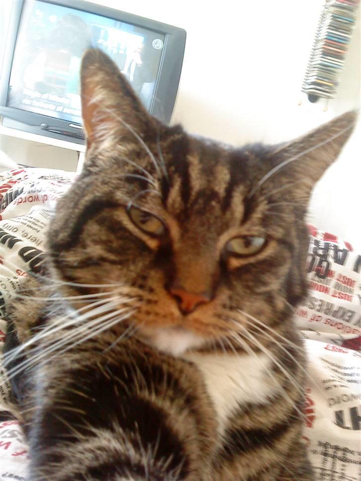 Blanding af racer Marco billede 10