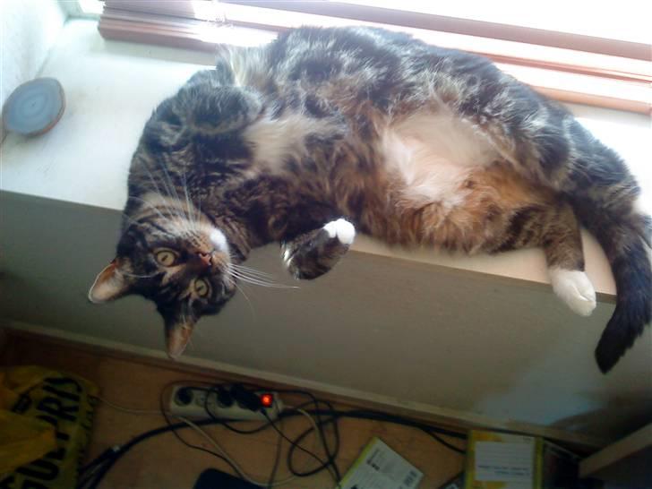 Blanding af racer Marco billede 11