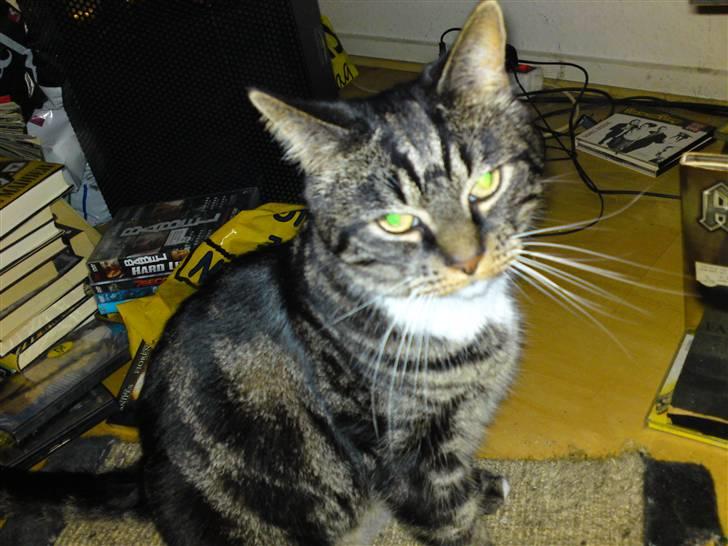 Blanding af racer Marco billede 12