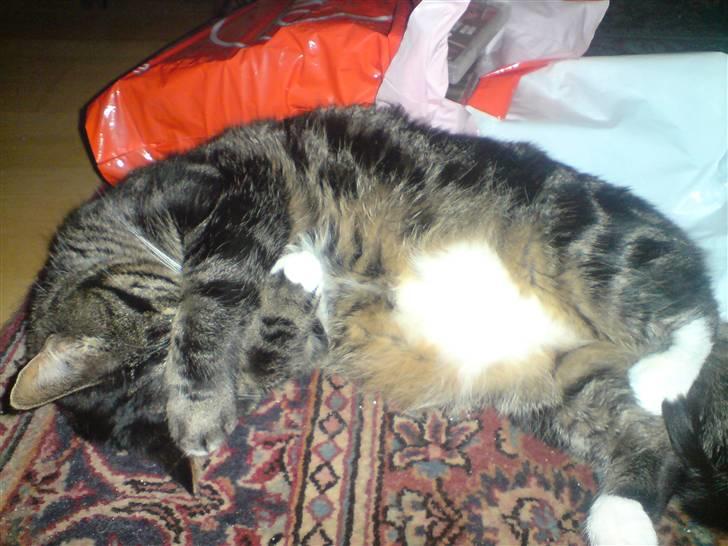 Blanding af racer Marco billede 13