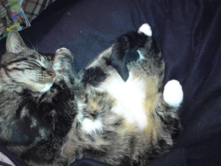 Blanding af racer Marco billede 14