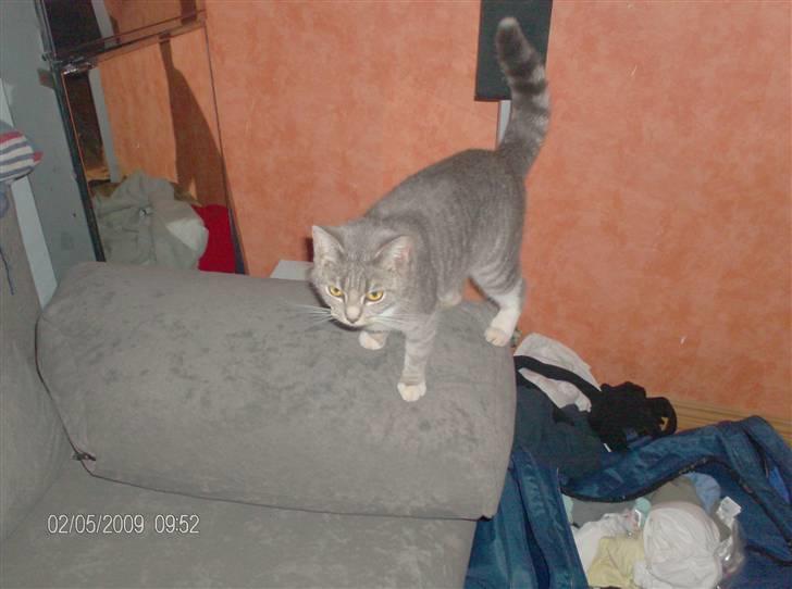 Huskat grisling billede 13