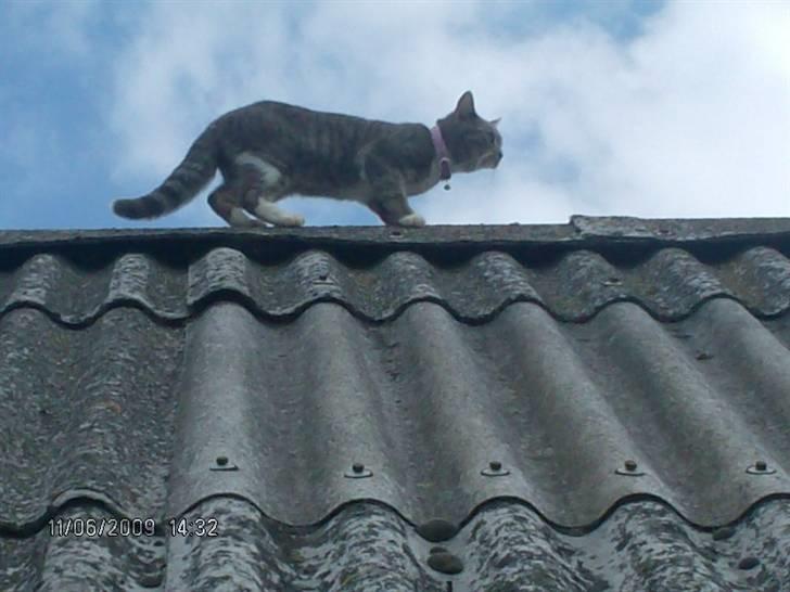 Huskat grisling billede 14